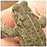 Natterjack Toad