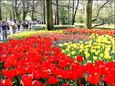 بهار در هلند