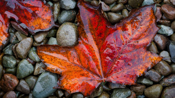 A bedraggled but still colourful maple leaf is Graham's final photo.