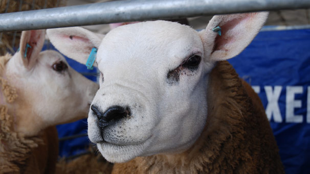 Callacrag Beltex from East Yardhouse Farm in Lanark.