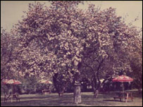 Three Horseshoes' garden, Charsfield