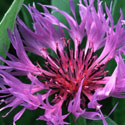 Centurea montana, Knapweed