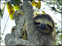 三指树懒（照片：Stefan Laube）