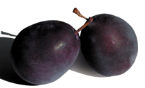 victoria plums