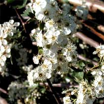Crataegus monogyna