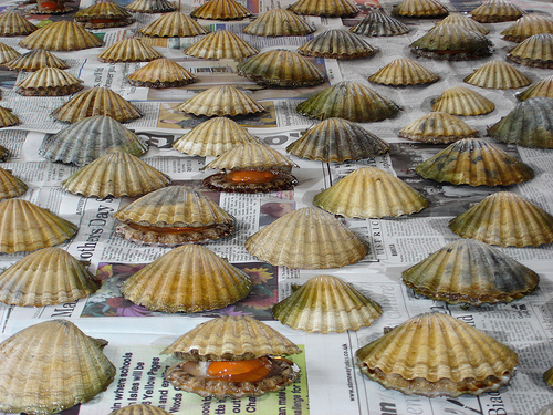 70 scallops on my kitchen table.