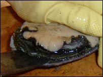 An ormer being cleaned