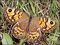 Brown and orange butterfly