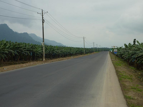Banana Plantations Ecuador