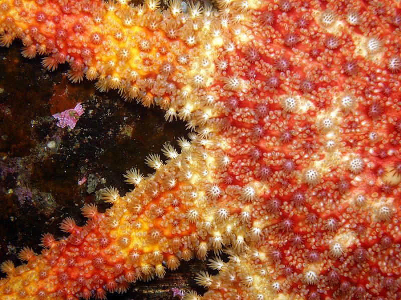 A macro of a sunstar 