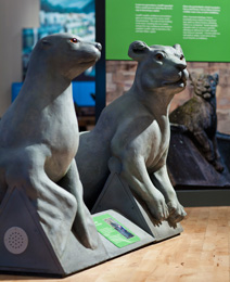 Animal wall ©​ The Cardiff Story