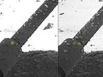 Salty, liquid water has been detected on a leg of the Mars Phoenix Lander