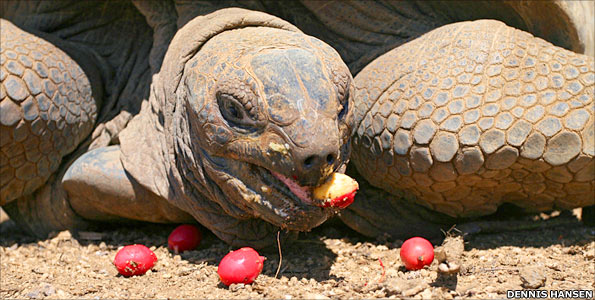 Tortoise with ebony fruits