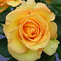 Rosa 'Golden Smiles'
