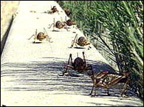 Cvrčci 'na válečné stezce' 