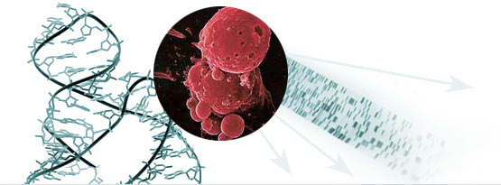 Programme 4 - Cancer Battlelines