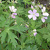 Geranium maculatum