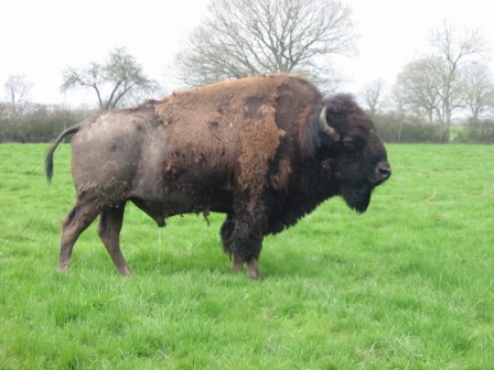 A bison!