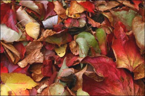 Autumn leaves in Ackworth (C) Kay Brown