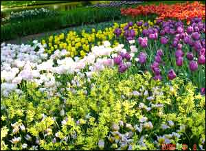 عکس از مجيد 