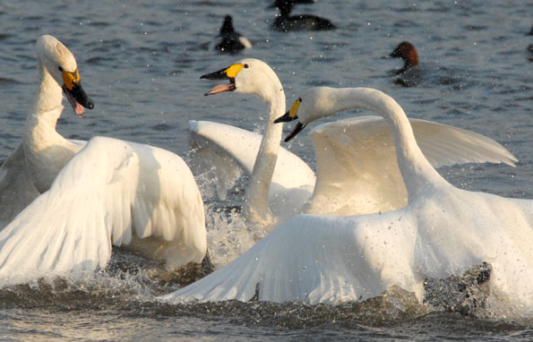 Bewick's swans at Slimbridge