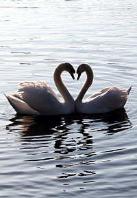 Swans in Roath Park, Cardiff