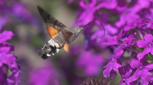 Humming-bird Hawk-moth by Jill Pakenham/BTO