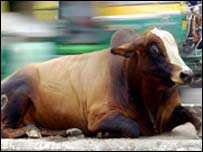 دلی کے مائیکرو چپ مویشی