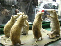 (Foto: Daniela Fernandes)