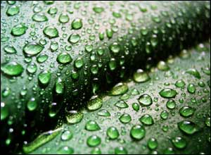 عکس از محمدرضا راشد