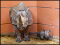 Black rhino Sita and her calf