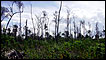 Mata devastada na Amazônia (Foto: Pedro Paulo Blanco)