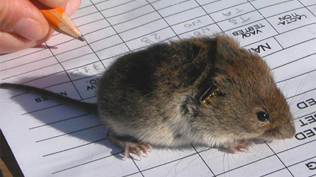 Skomer Vole. Image by Lyndsey Maiden