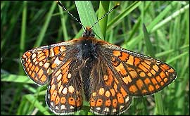 Marsh Fritillary Butterfly