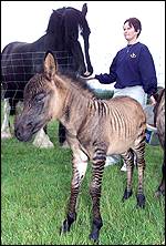 Hříbě zatím nemá jméno