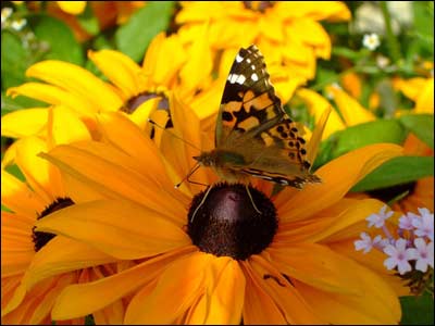 butterfly
