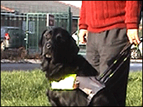Three year old guide dog, Tom and his owner Mike.