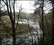 View of the River Tavy