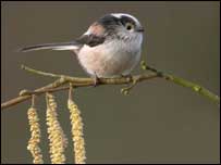 Long-tailed Tit. Pic: Ben Hall