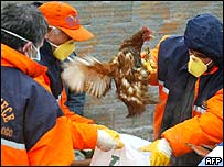 کشتن مرغ ها در ترکيه