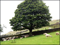 Tree and sheep along the path to Crimsworth Dean