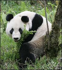 شيانگ شيانگ