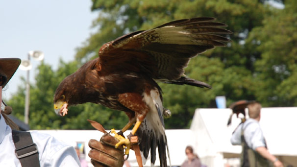 Harriet bird taking flight.