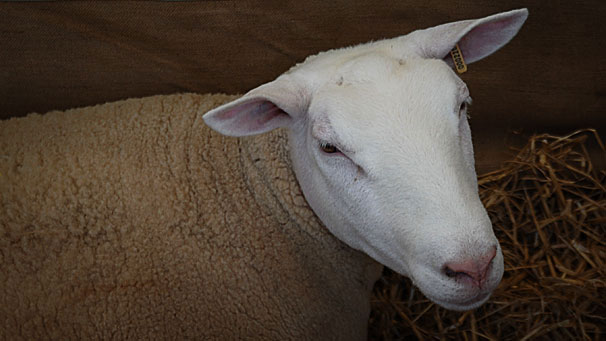 Mr and Mrs R. J. Graham's Champion in the Berrichon du Cher.