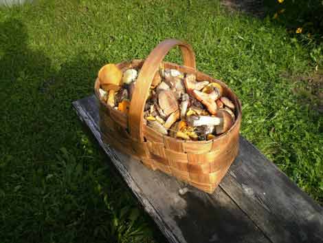 Lithuania.mushrooms