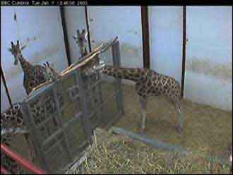 giraffe screen grab