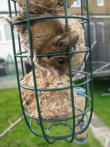 mouse inside birdfeeder by Romford Tony