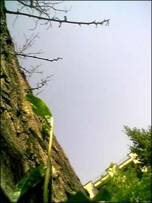 عکس از بهار