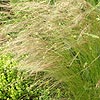 Stipa tenuissima