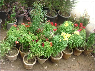 گل های نسترن